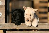 SCOTTISH TERRIER 174